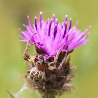 Spider - Larinioides cornutus 1 